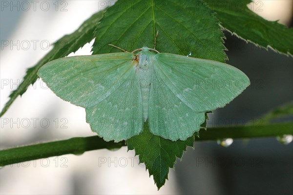 Large emerald moth