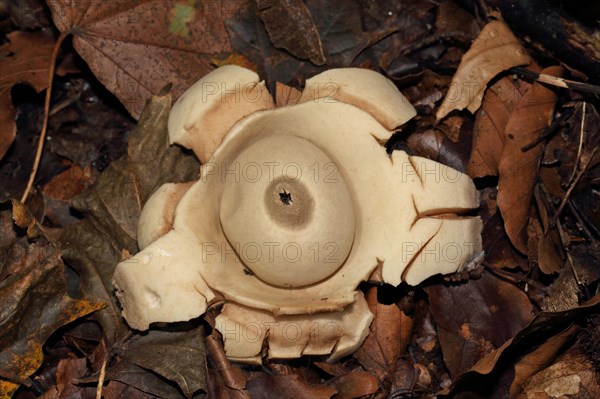 Ruffed Earth Star