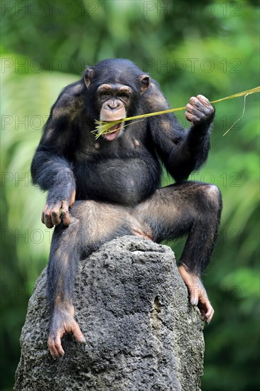 Chimpanzee