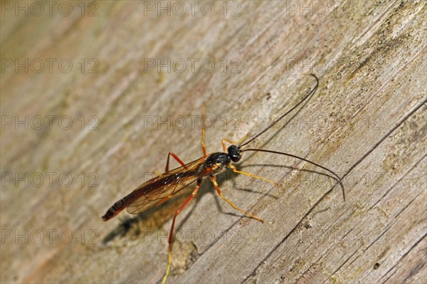 Sickle wasp