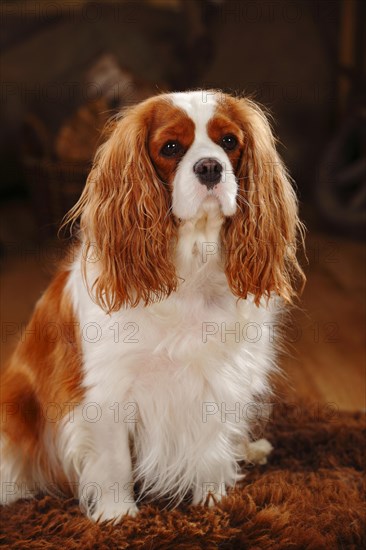 Cavalier King Charles Spaniel