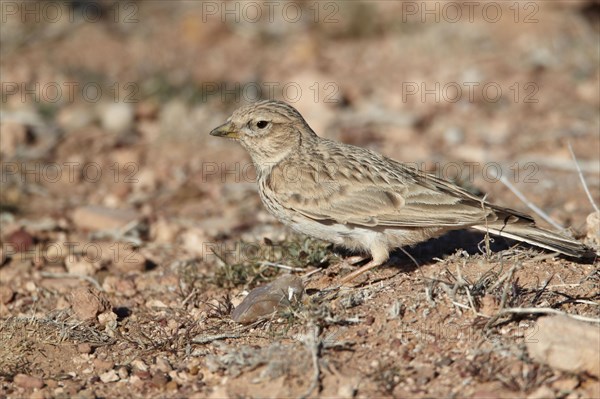 Small lesser short-toed lark