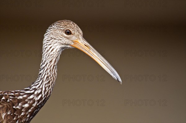 Limpkin