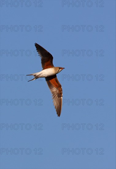 Collared Pratincole