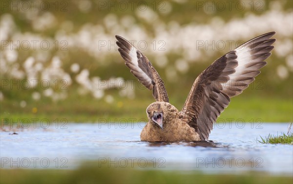 Great Skua