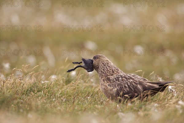 Great Skua