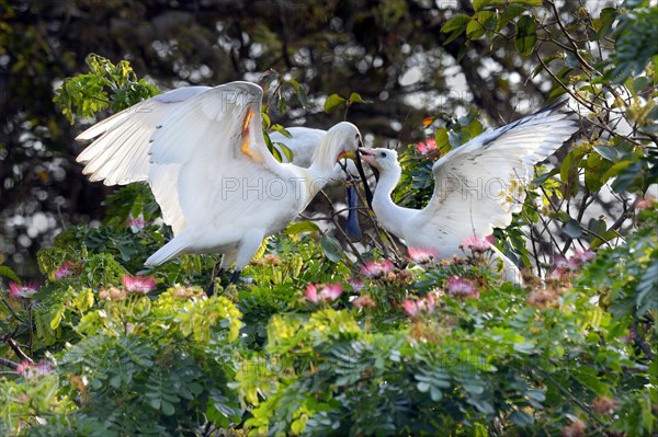 Eurasian spoonbill