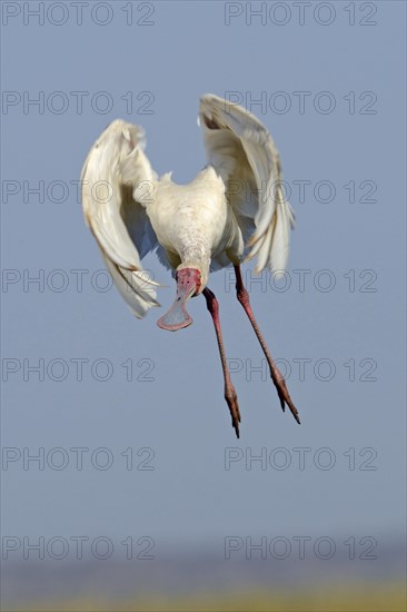 African Spoonbill