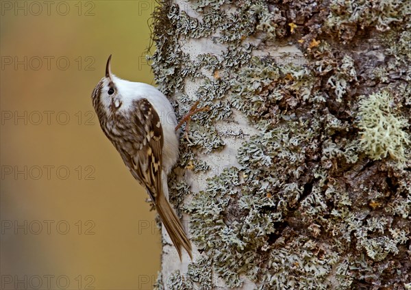 Eurasian treecreeper