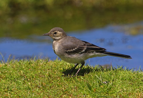 Pied Wagtail