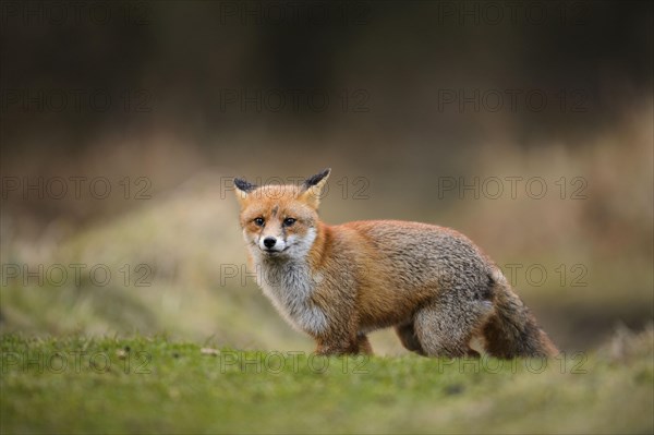 Red fox