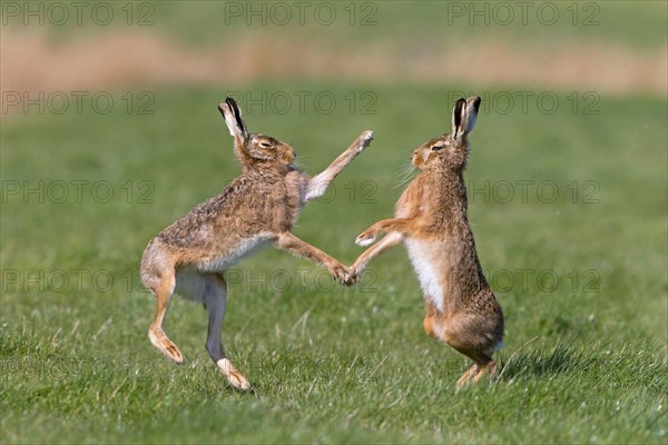 European Hare