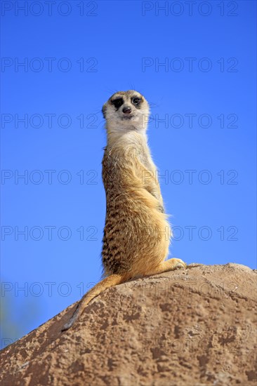 Meerkat