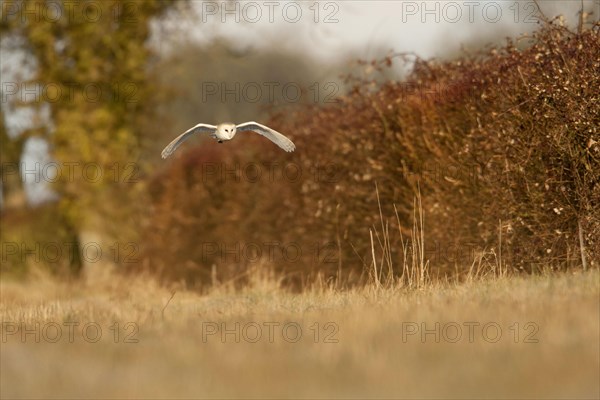 Barn Owl