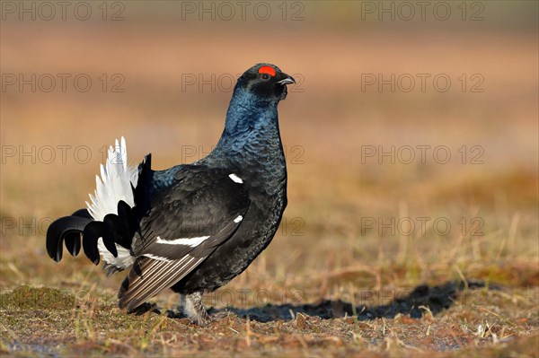 Black grouse