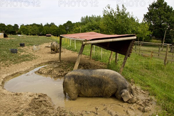 Big Black Pig in Mud Shoal