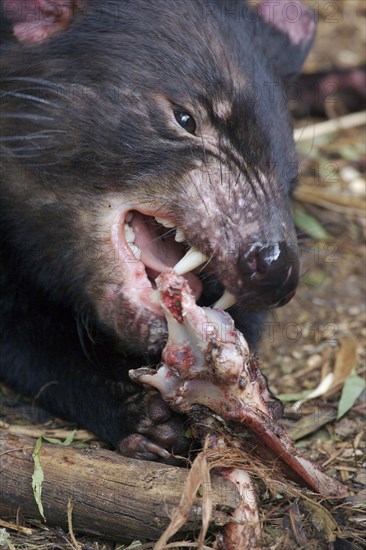 Tasmanian devil