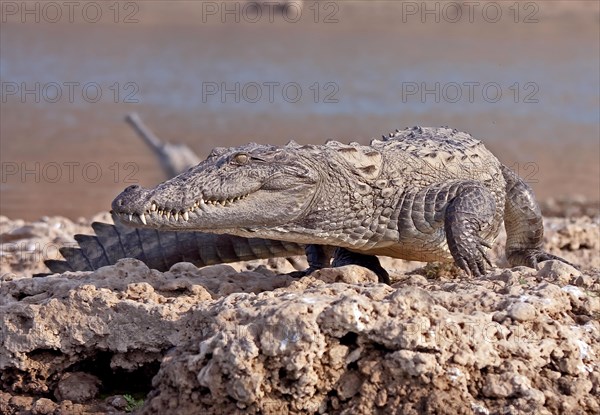 Mugger crocodile