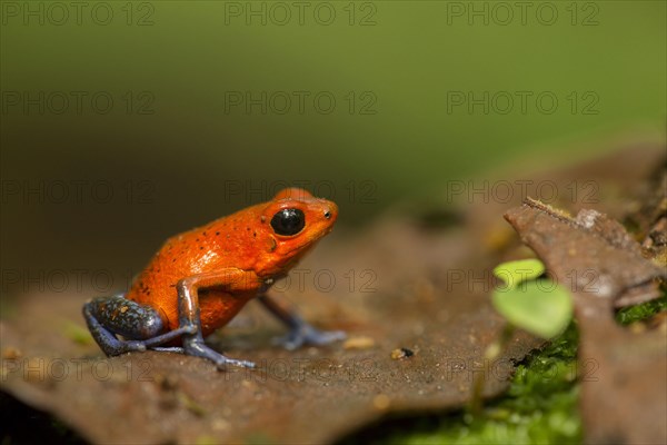 Strawberry Poison Dart Frog