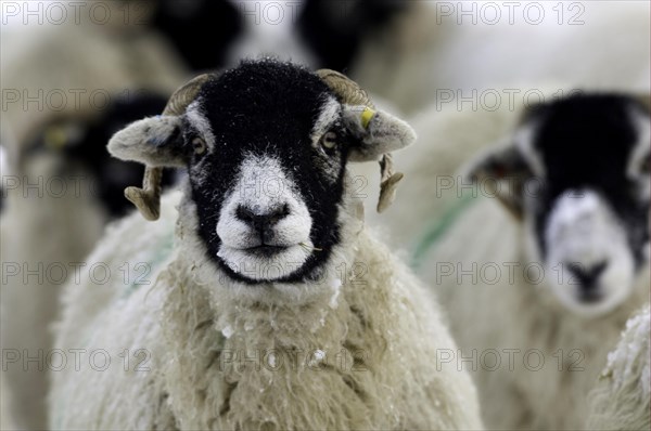 Domestic sheep