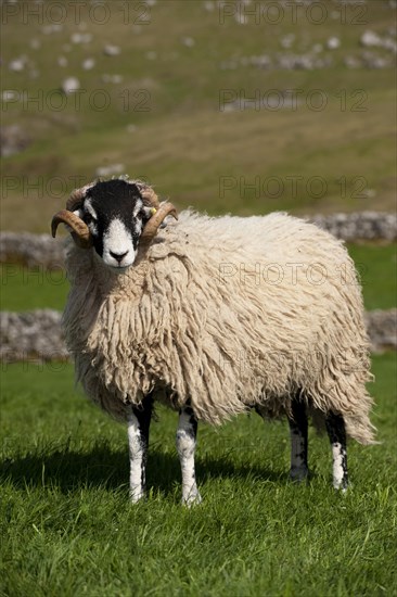 Domestic Sheep