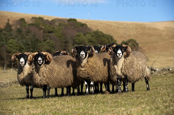 Domestic Sheep