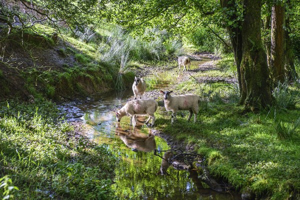 Domestic Sheep