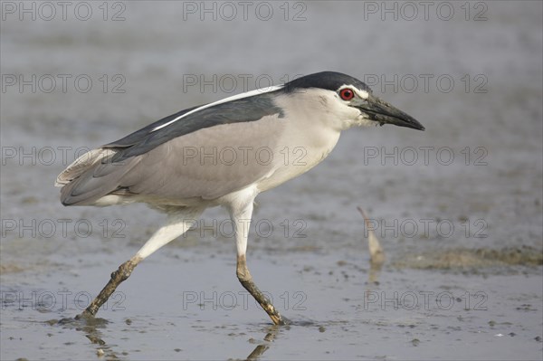 Black-crowned Night-heron