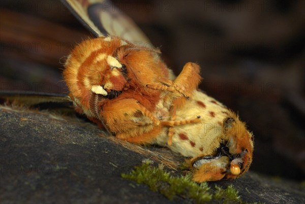 Southern Regal Moth