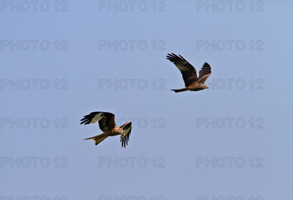 Red Kite left with Black Kite right