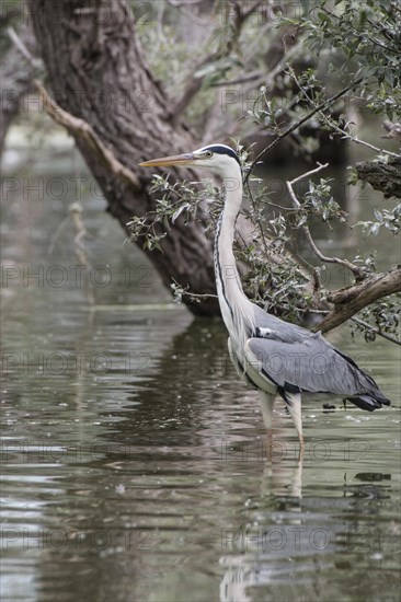 Grey heron standing in the water near willow tree