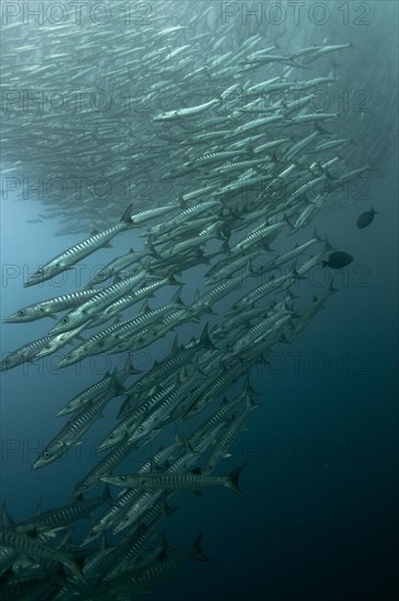 Darkfin Barracuda