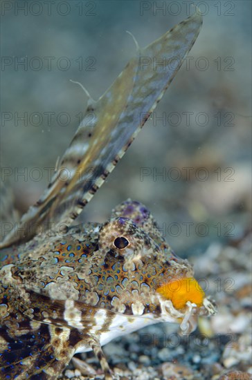 Kuiter's Dragonet