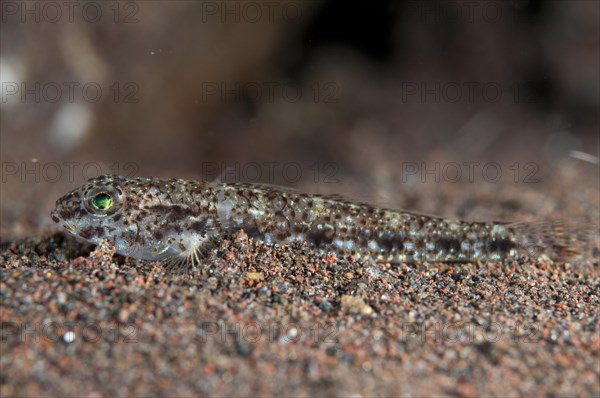 Reticulate Sandgoby