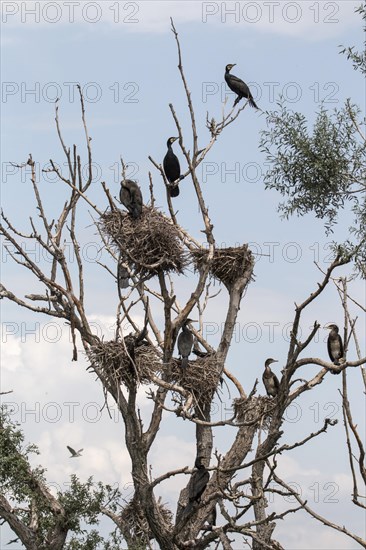 Cormorant nests