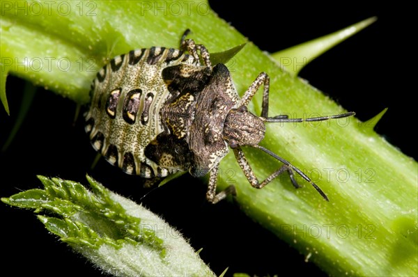 Red-legged tree bug