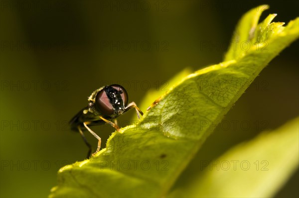 Chequered Hoverfly