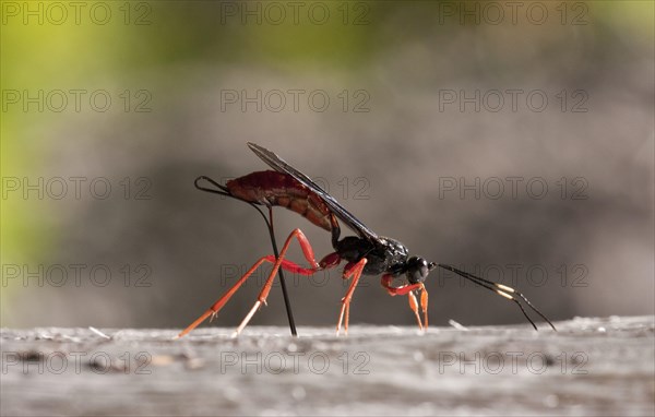 Giant ichneumon wasp