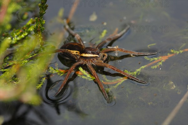 Raft Spider