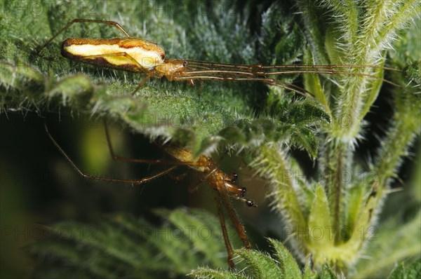 Common Stretch Spider