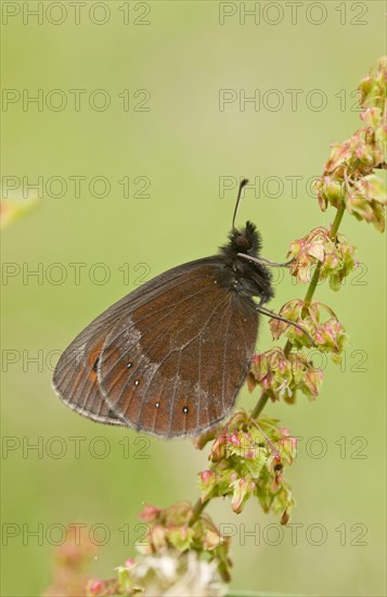 Scotch Argus