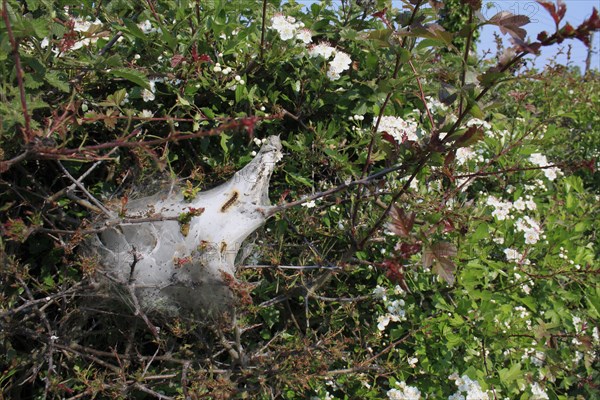 Caterpillars of the brown-tail