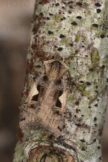 Setaceous hebrew character