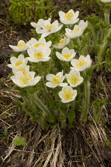 Flower of the Mountain Pasqueflower