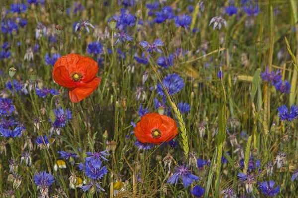 Corn Poppy