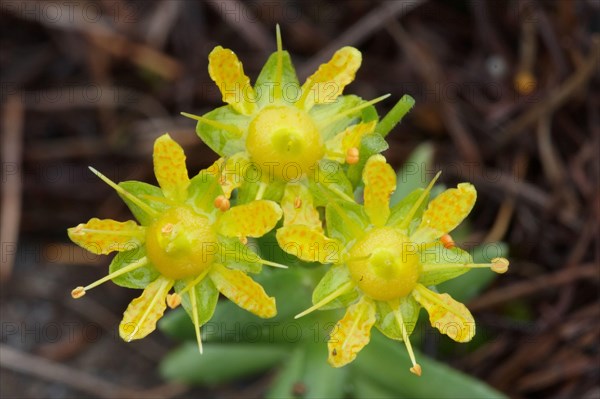 Saxifrage