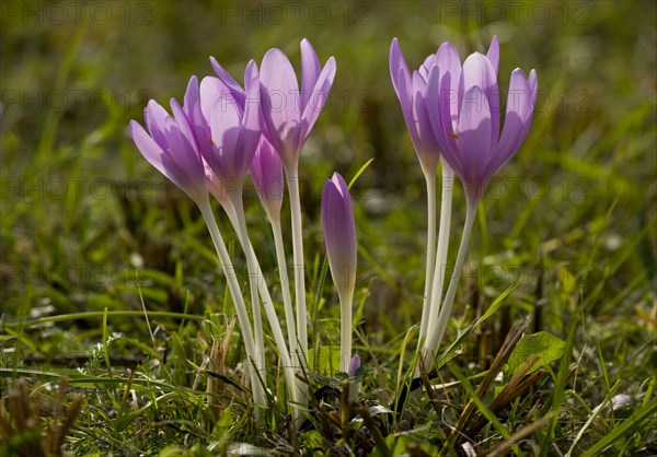 Flowering meadow saffron