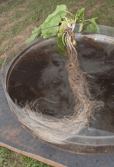 Broad-leaved Dock