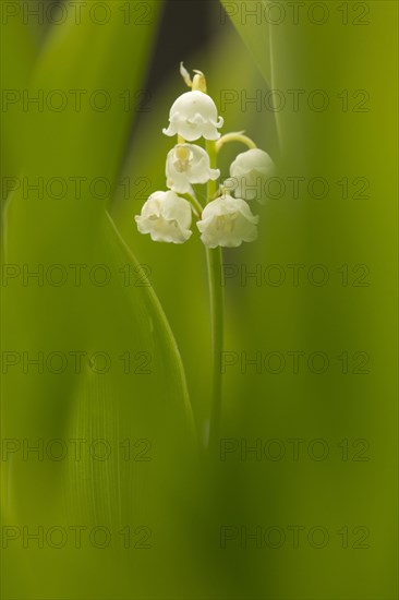 Lily-of-the-valley