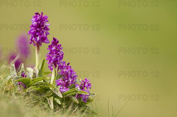 Early Purple Orchid